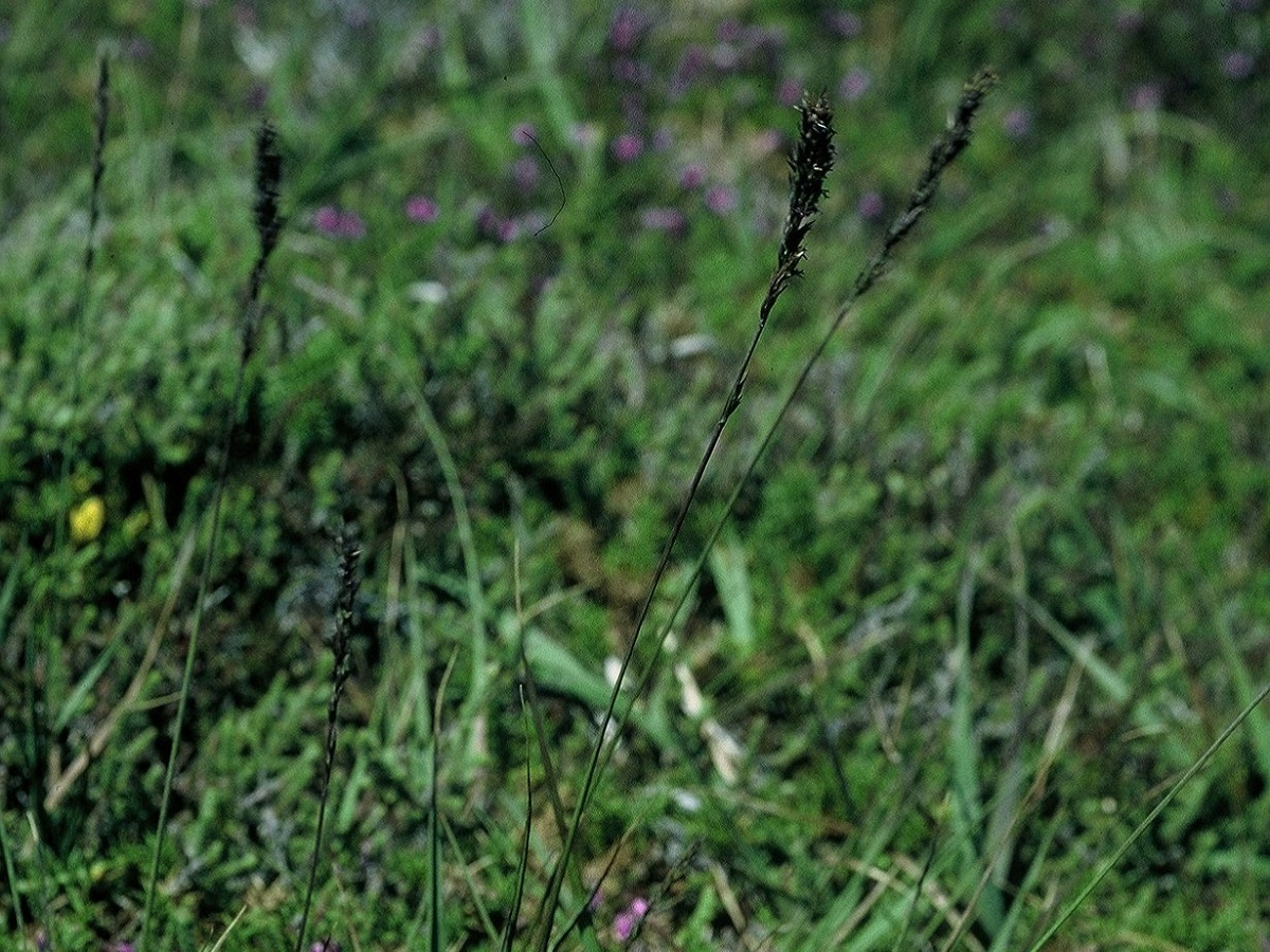 Molinia caerulea (Poaceae)